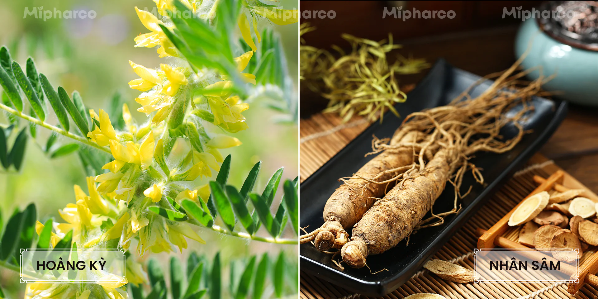 Sản phẩm Sản phẩm