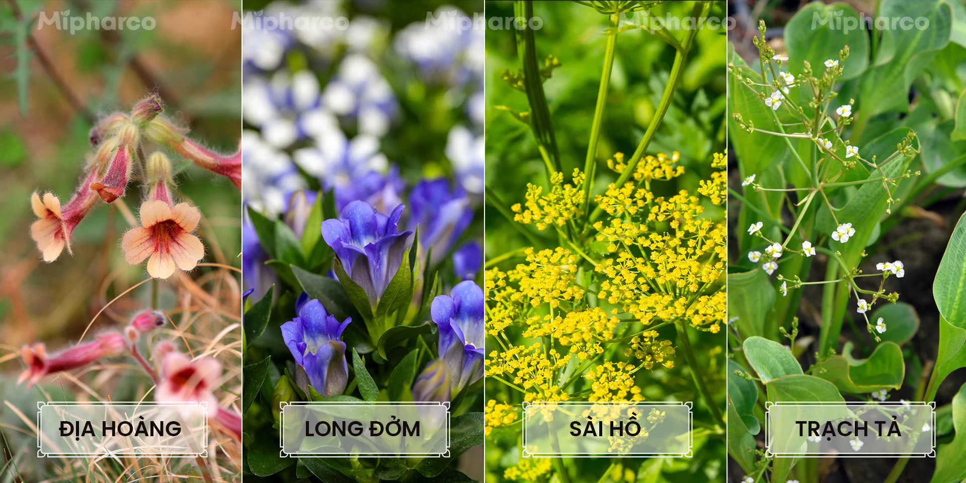 Sản phẩm Sản phẩm