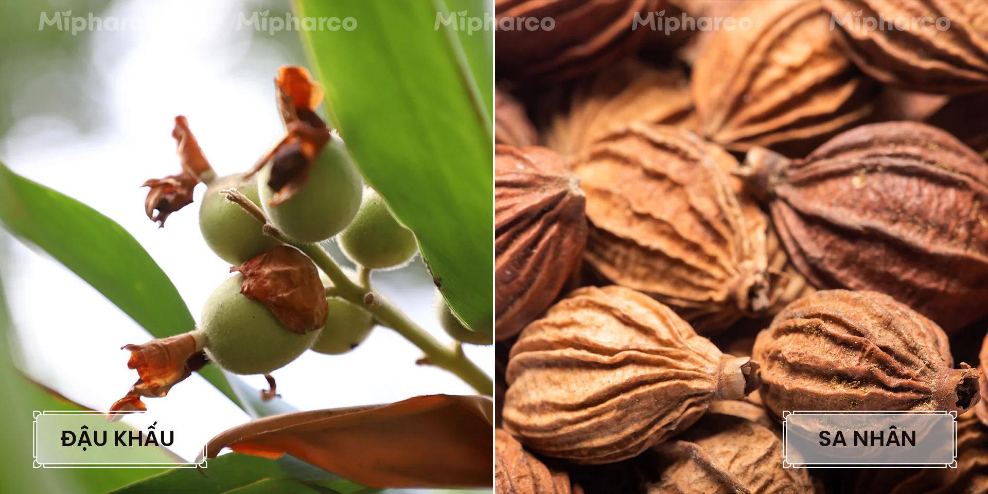Sản phẩm Sản phẩm